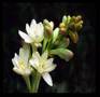 http://tbn1.google.com/images?q=tbn:Ctf9tGZjv7EvsM:http://www.giftsonline.net/gallery/A96-Tuberose.jpg